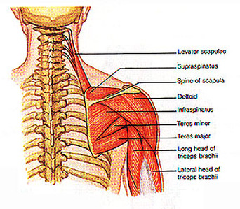 Soft and Bony Anatomy - Shoulder complex
